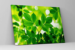 Zelený obraz s listami zs1189